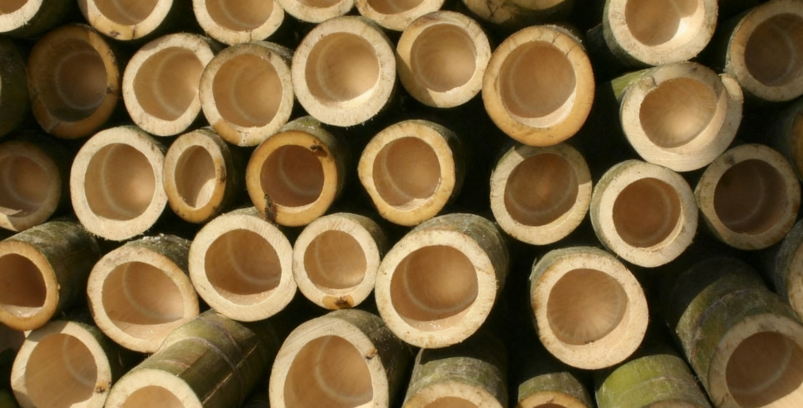 A Greener Tomorrow Begins with Bamboo — How Bamboo is Shaping a Sustainable World
